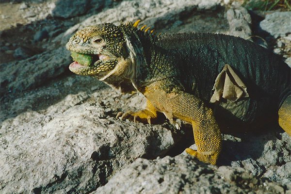 Galápagos Land Iguana (Conolophus subcristatus)