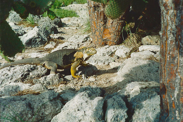 Galápagos Land Iguana (Conolophus subcristatus)