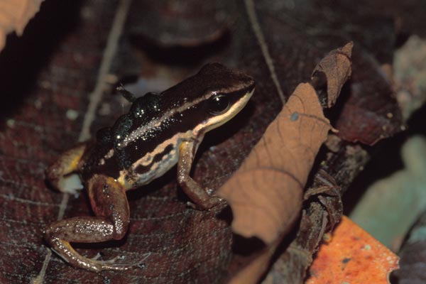 Striped Rocket Frog (Allobates talamancae)