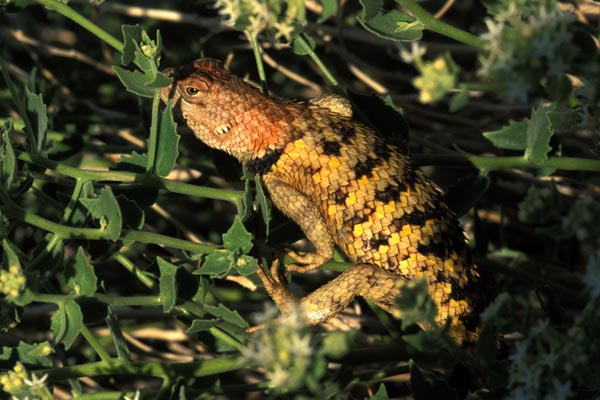 Yellow-backed Spiny Lizard (Sceloporus uniformis)