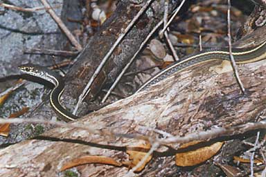 California Striped Racer (Masticophis lateralis lateralis)