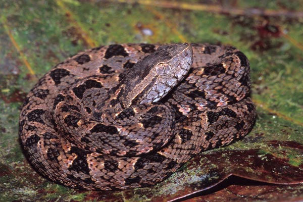 Bothrops asper (family Viperidae) is the most important snake from