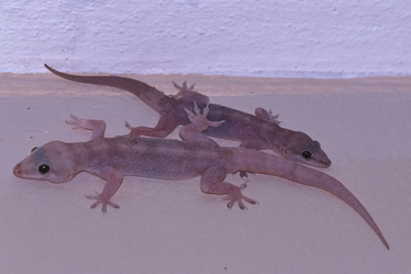 West African House Gecko (Hemidactylus angulatus)