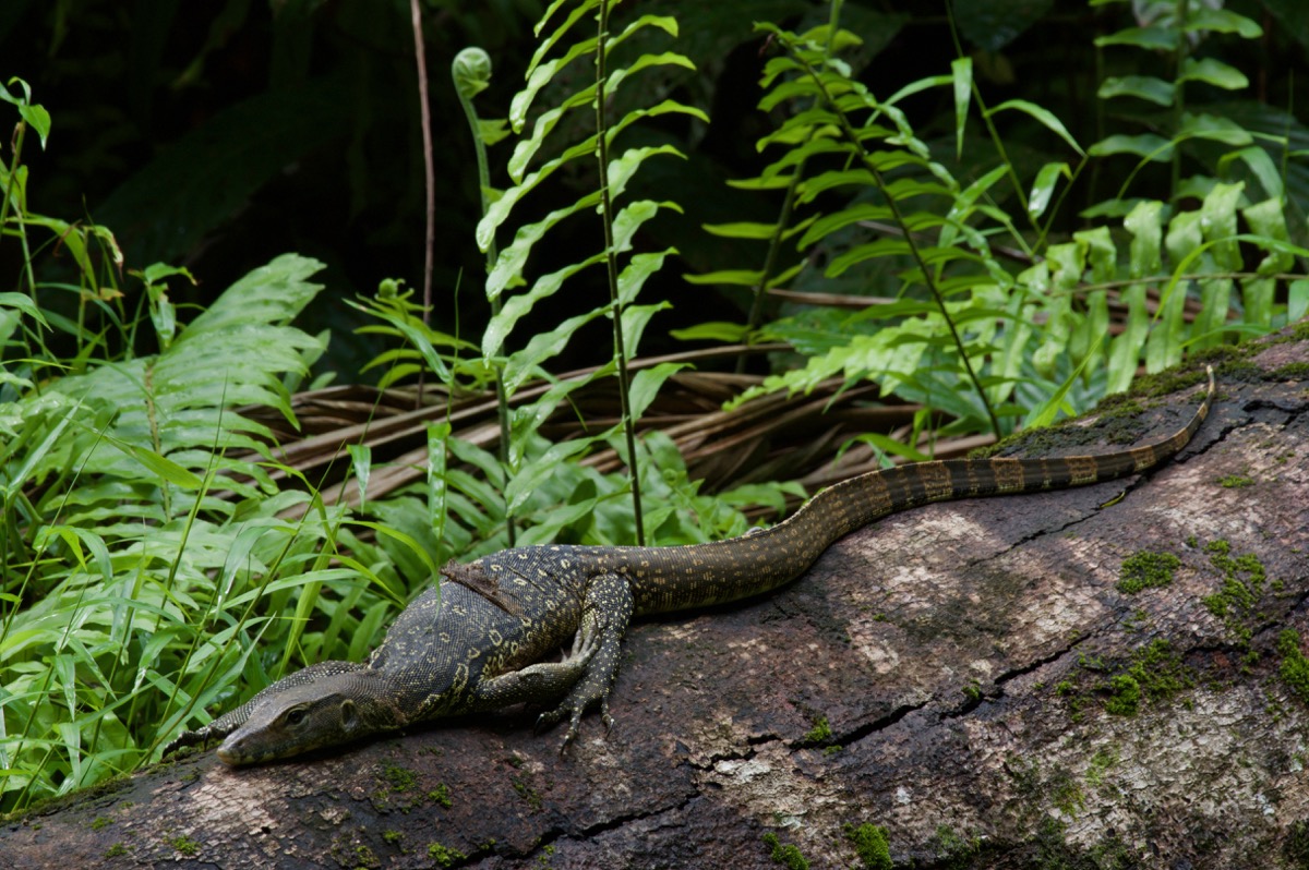 Wild Herps - Common Water Monitor (varanus Salvator)