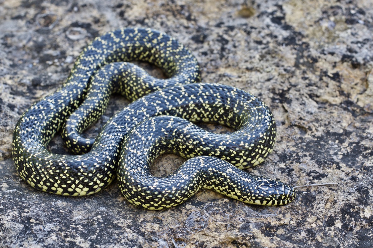 Wild Herps - Speckled Kingsnake (Lampropeltis Holbrooki)