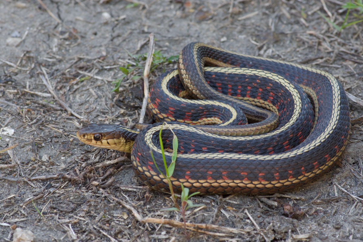 Wild Herps - Common Gartersnake (Thamnophis Sirtalis)