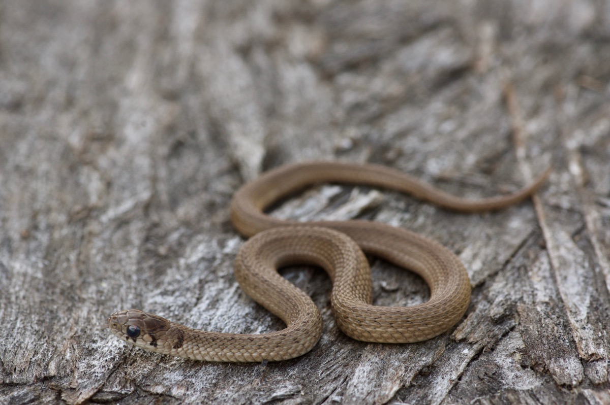 Wild Herps Dekay S Brownsnake Storeria Dekayi