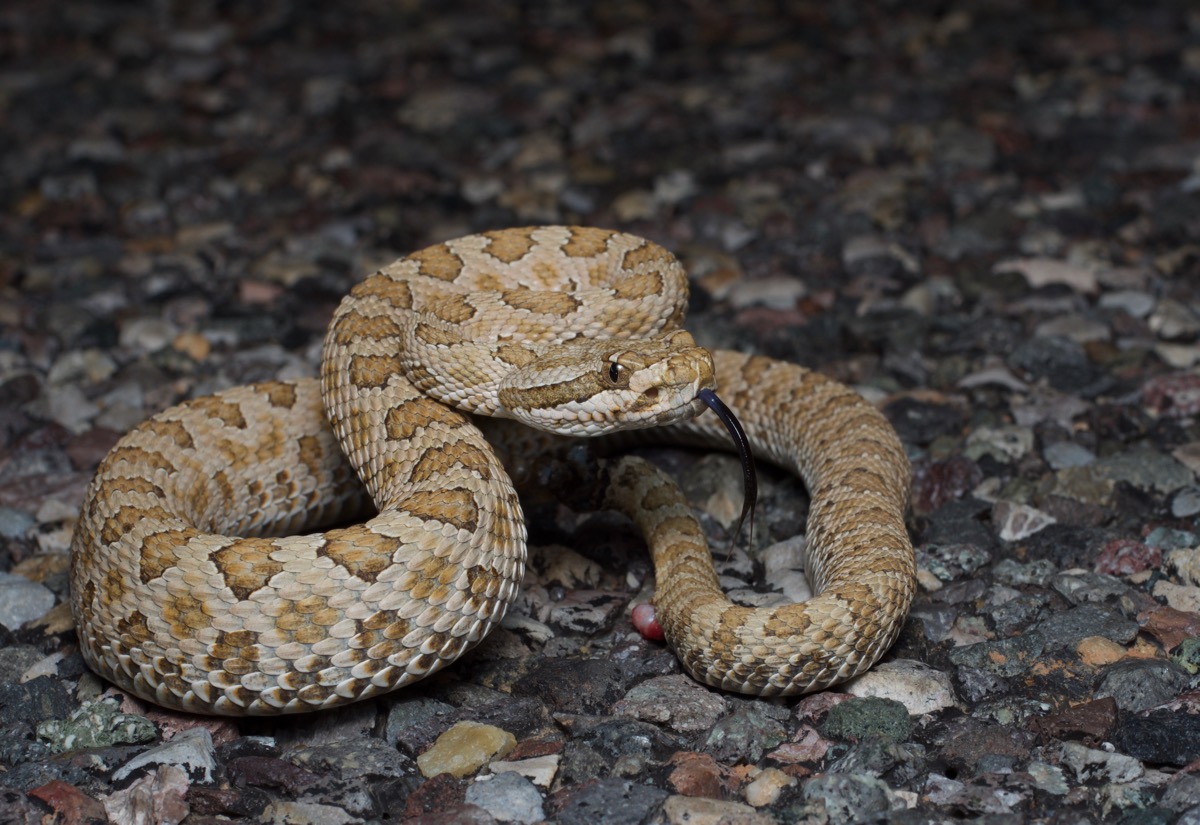 Wild Herps - Western Rattlesnake (Crotalus Oreganus)