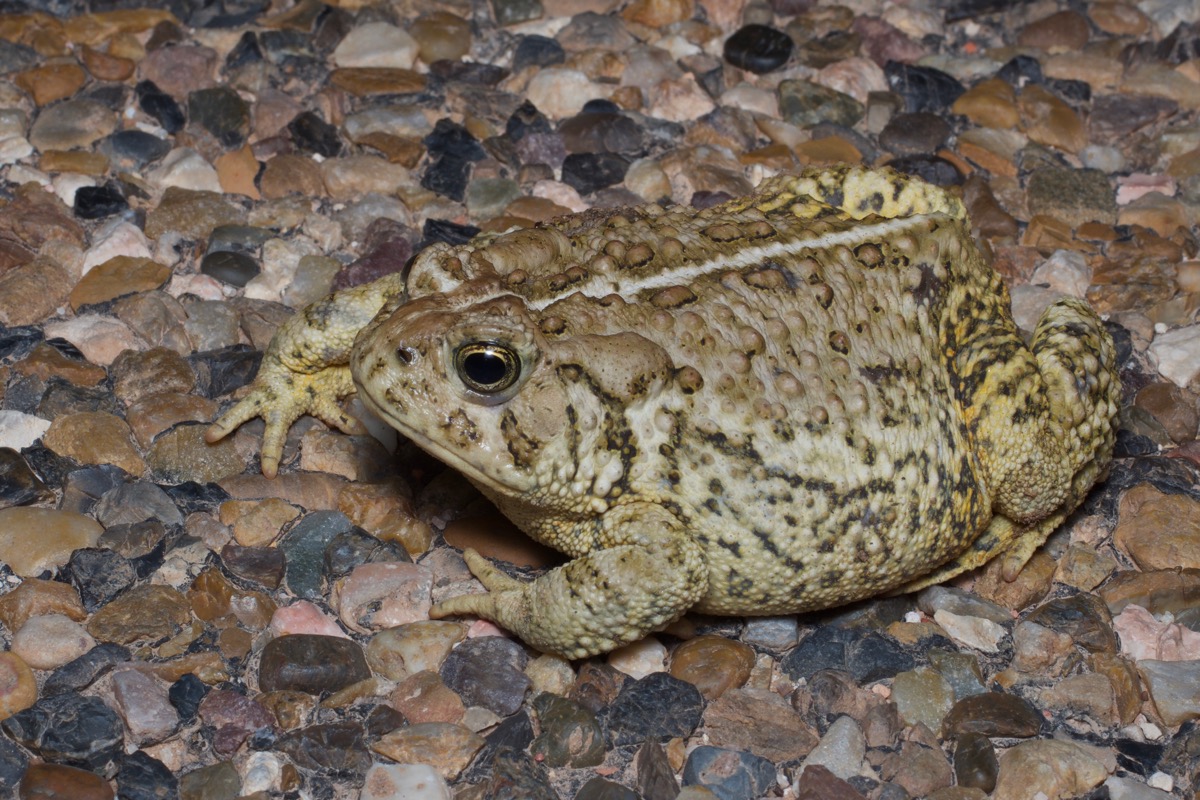 Wild Herps - Woodhouse's Toad (Anaxyrus Woodhousii)