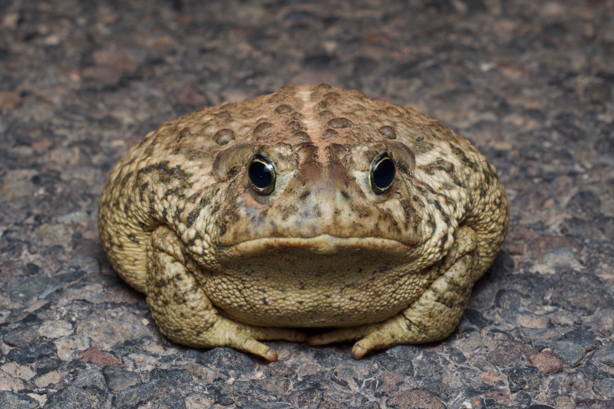 Wild Herps - Woodhouse's Toad (Anaxyrus Woodhousii)