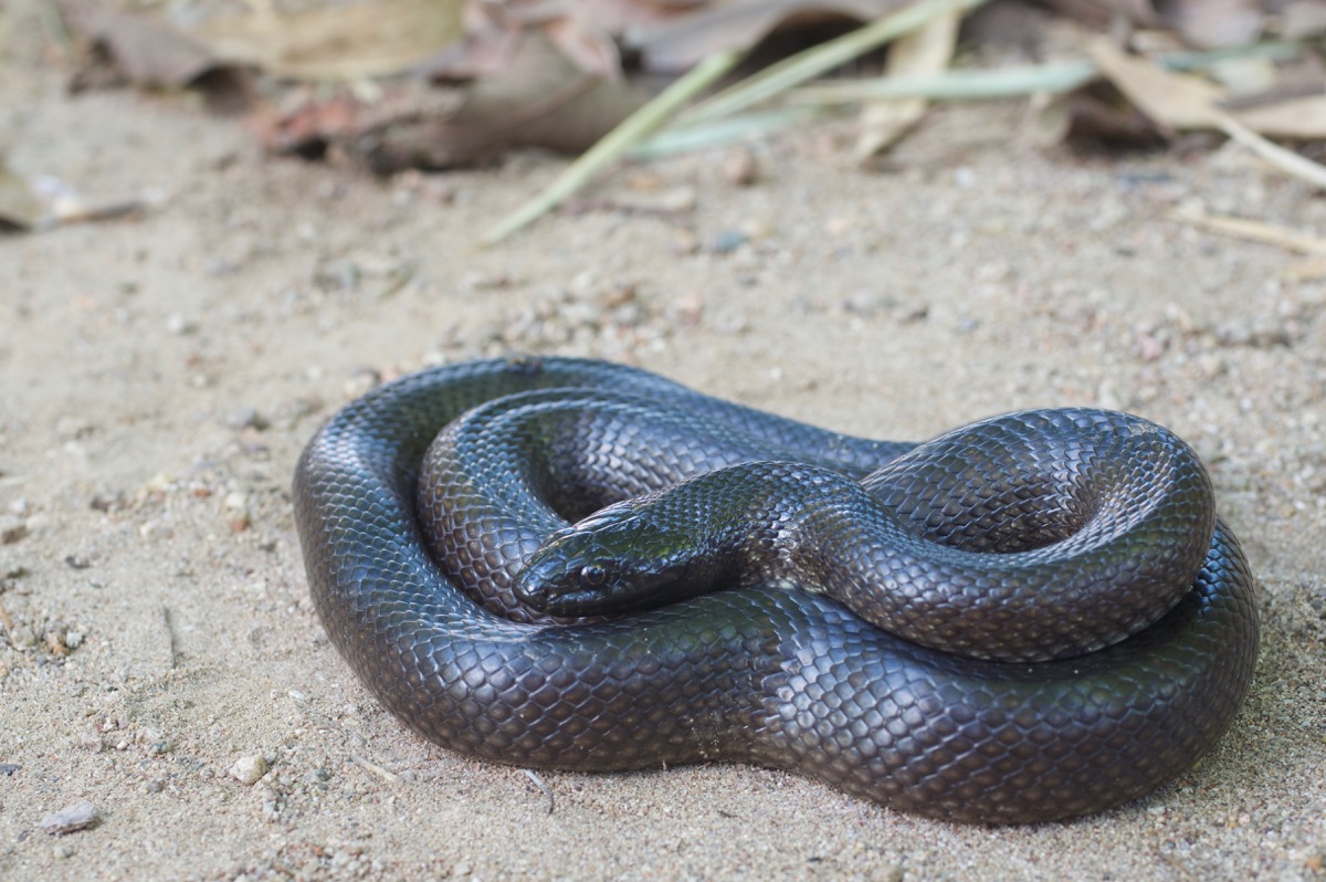 Wild Herps - Western Black Kingsnake (Lampropeltis Nigrita)