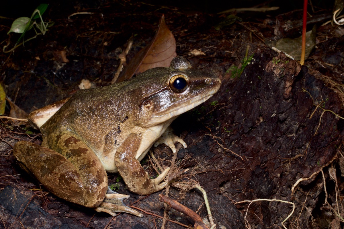 Wild Herps - Giant River Frog (Limnonectes Leporinus)