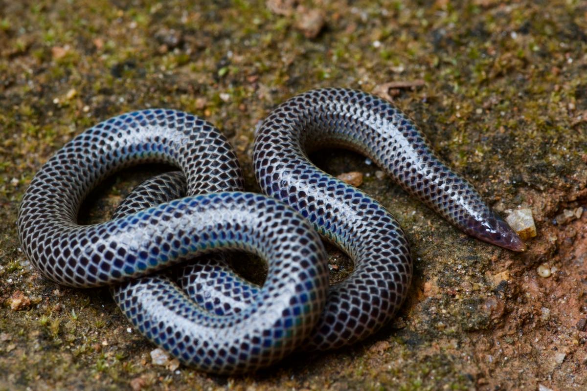 Wild Herps - Cuvier's Earth Snake (rhinophis Philippinus)