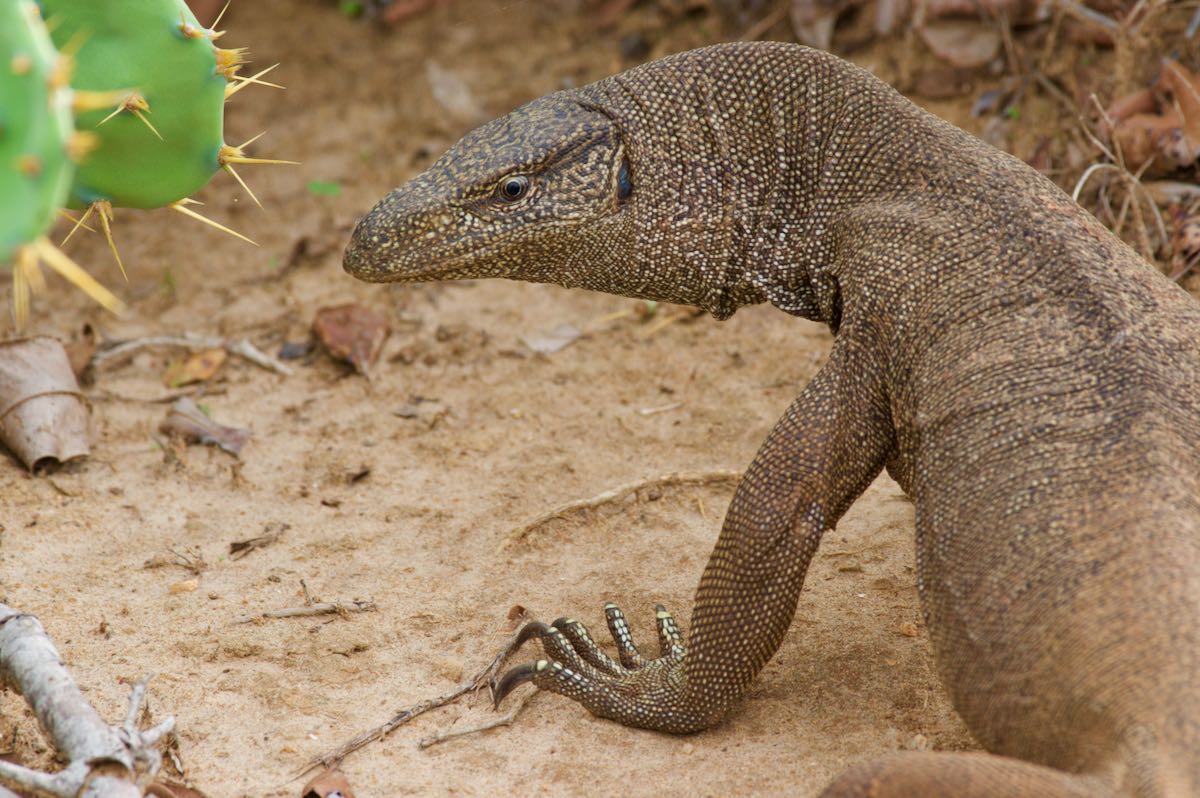 wild-herps-bengal-monitor-varanus-bengalensis