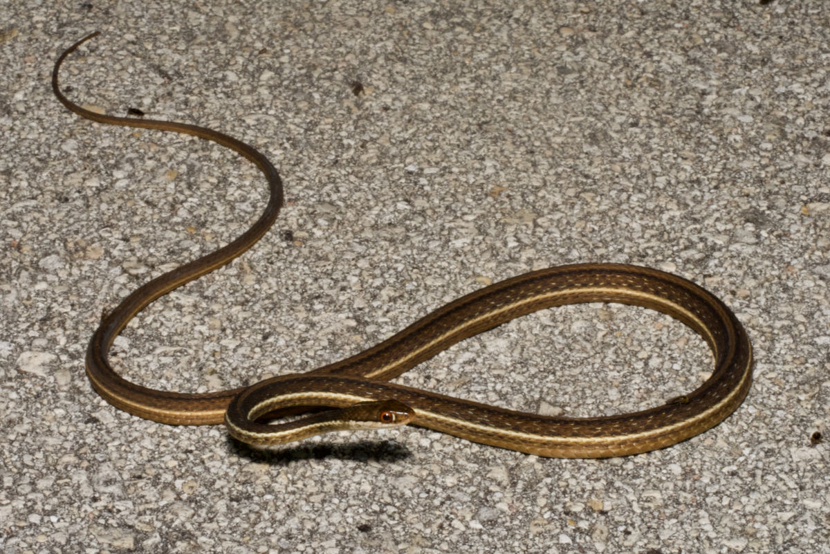 Wild Herps - Eastern Ribbonsnake (Thamnophis Saurita)