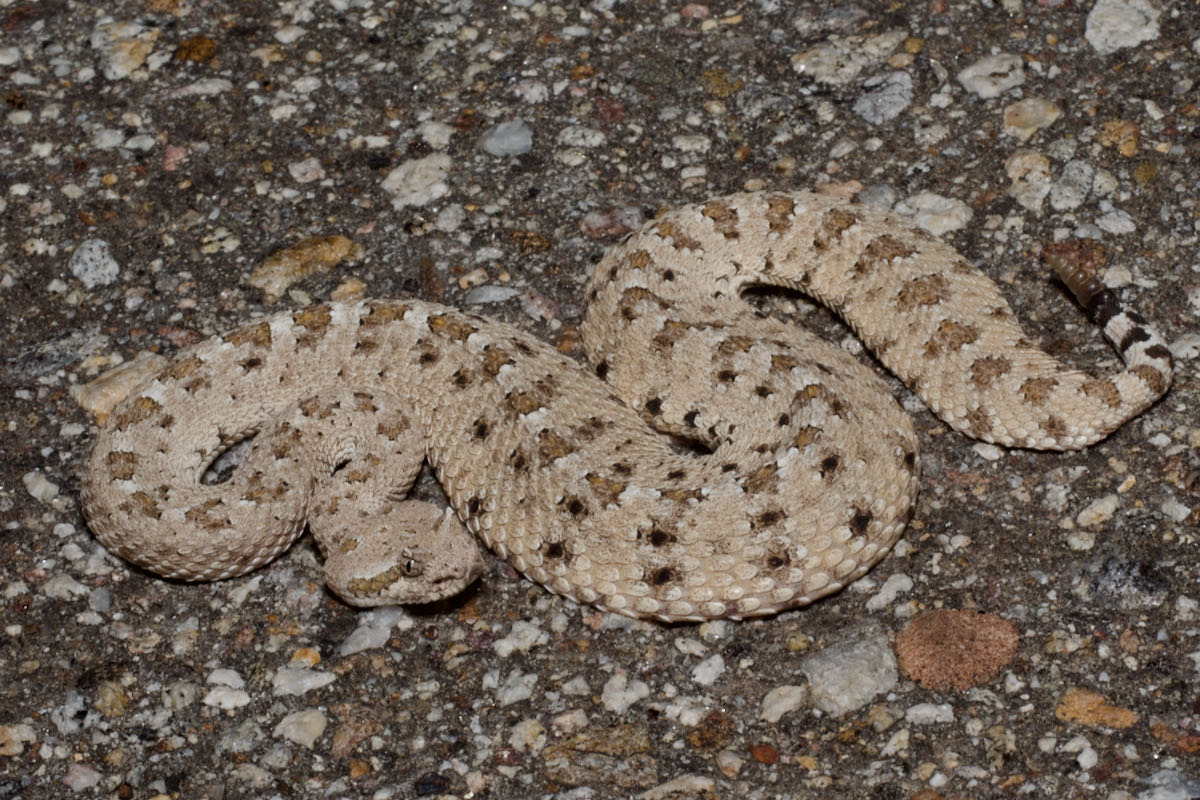 Wild Herps - Sidewinder (crotalus Cerastes)