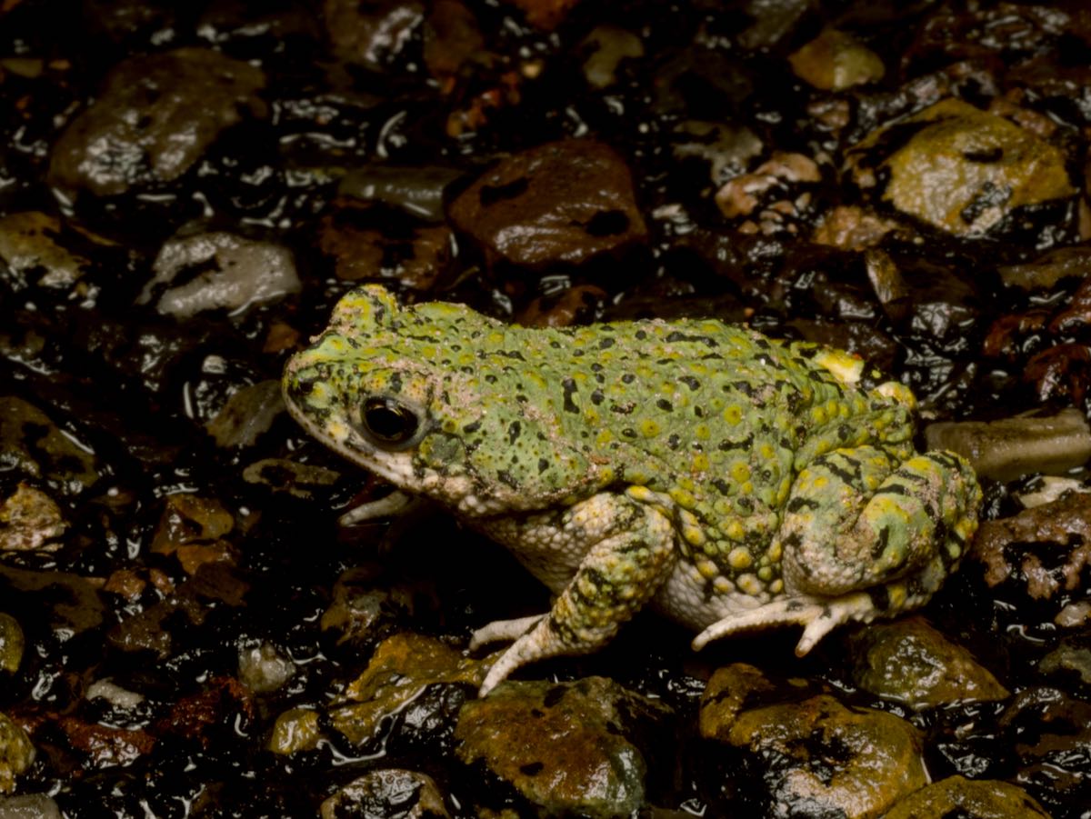 Wild Herps Chihuahuan Green Toad Anaxyrus Debilis