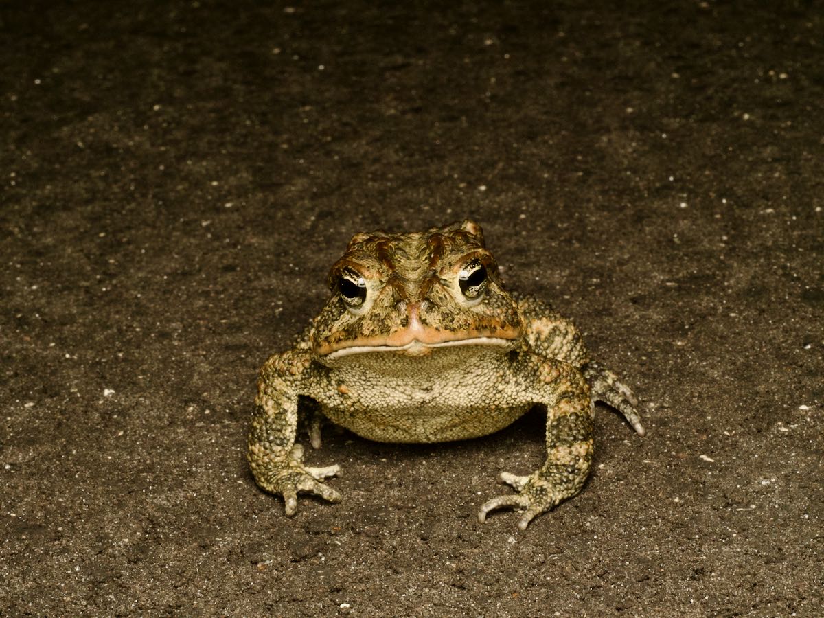 Wild Herps - Southern Toad (Anaxyrus Terrestris)