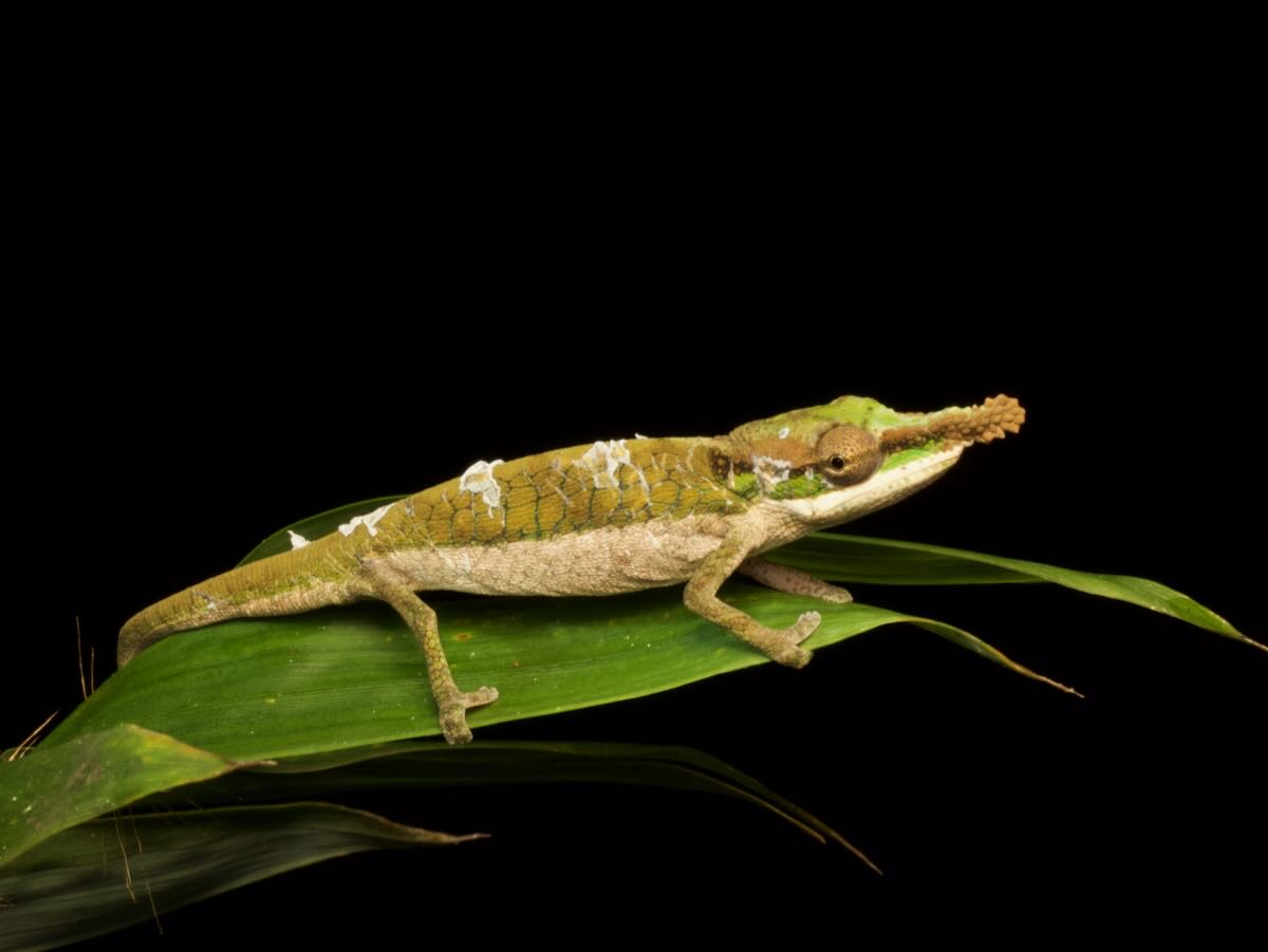 Wild Herps - Two-toned Soft-nosed Chameleon (calumma Roaloko)