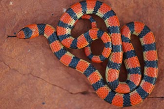 Wild Herps - Groundsnake (Sonora semiannulata)