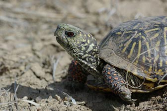 Wild Herps - Ornate Box Turtle (terrapene Ornata)