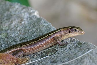 madagascariensis girdled lizard dieren