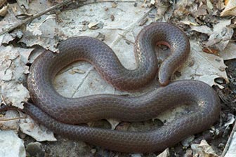 download worm snake for sale
