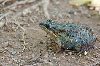 Wild Herps - Sonora, Mexico Herp List (august 2017)