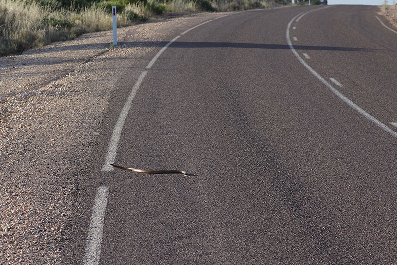 tires punctured by snakes