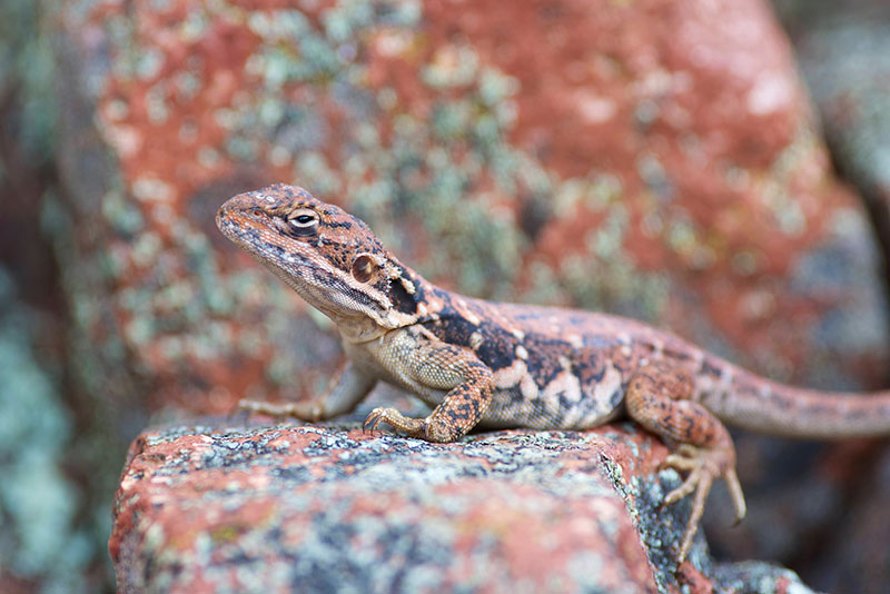 eastern dragon north wales