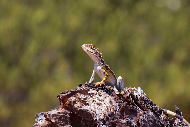 eastern dragon north wales