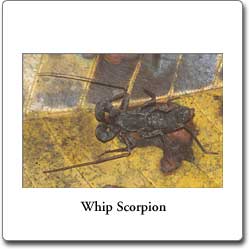 Whip scorpion
