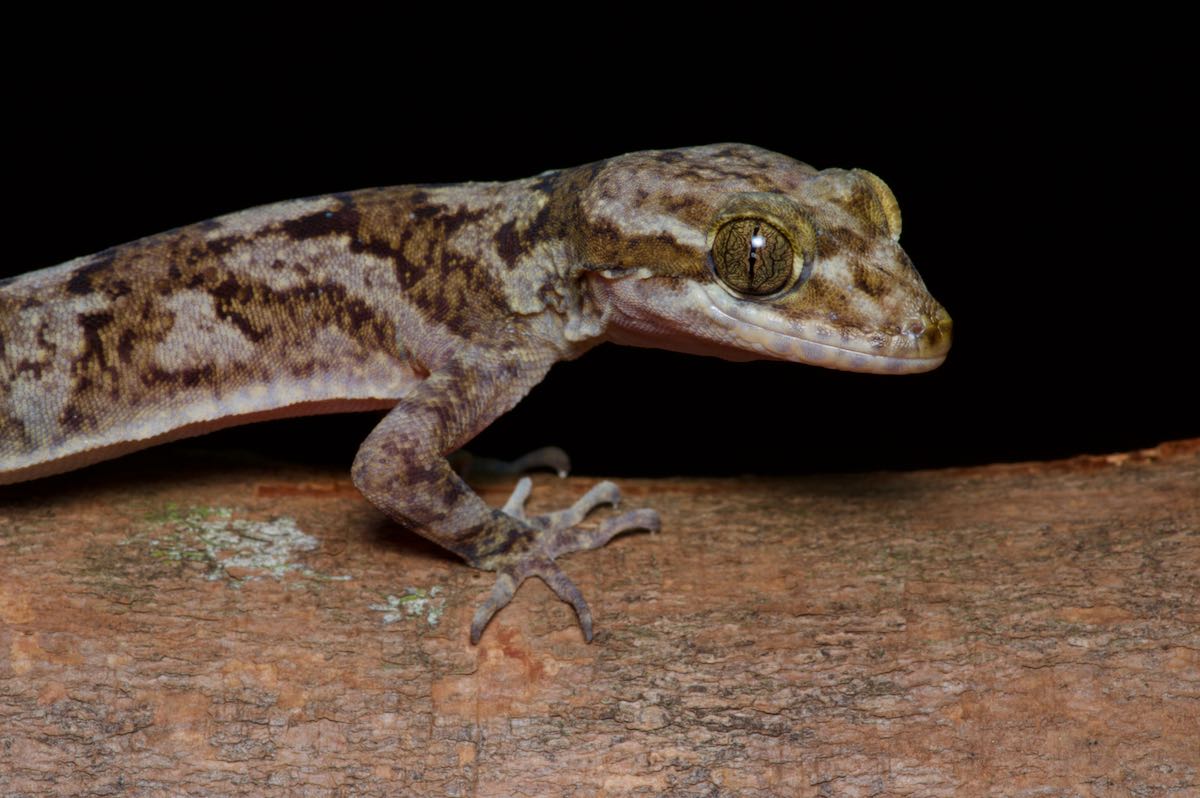 Wild Herps - Sri Lanka 2019